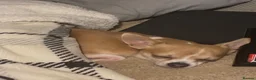 Chihuahua dogs for stud: Stud  - Advert 3
