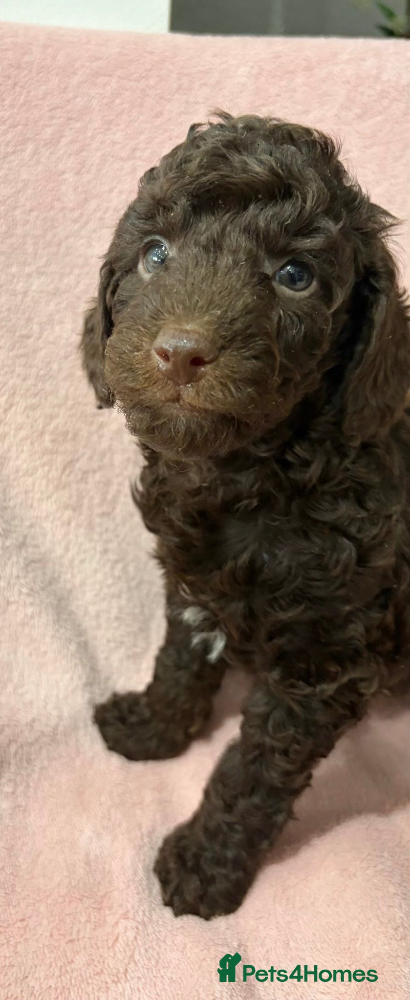 Miniature Poodle dogs  Pure Bred Miniature Poodles - Advert 7