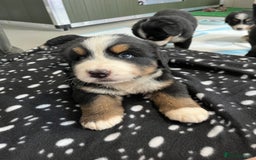 Bernese Mountain Dog dogs for sale: KC Reg Bernese Mountain Dog Puppies - Image 28