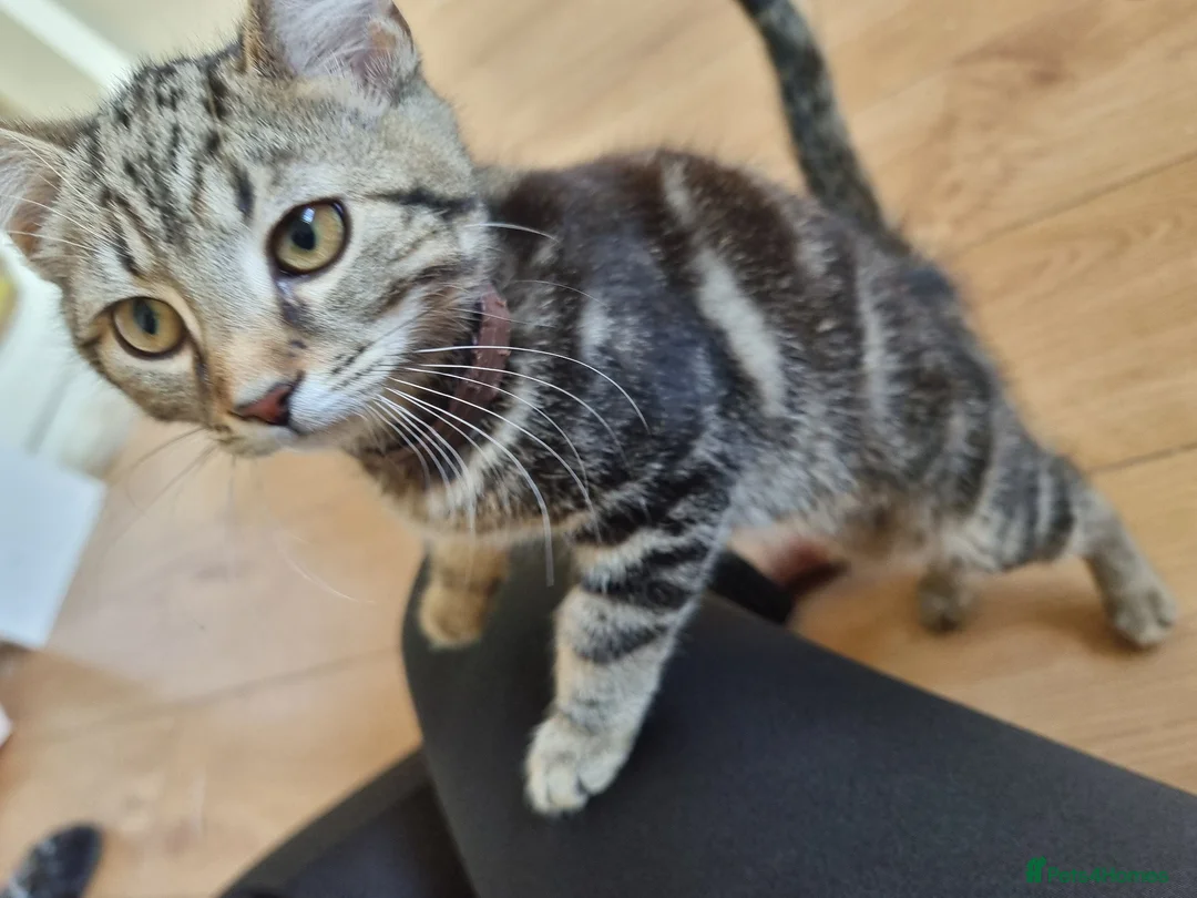 Mixed Breed cats for sale: 3 lovely little boys looking for their family - Advert 14