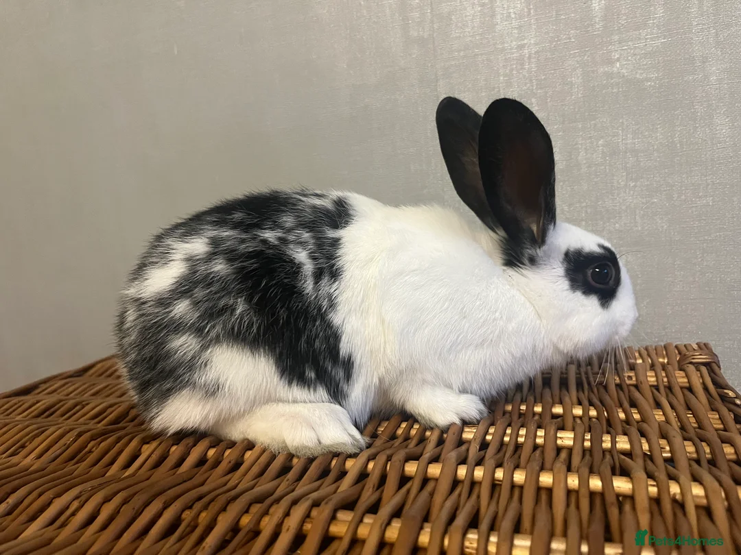 English Spot rabbits for sale: Baby English fancy rabbits - Advert 15