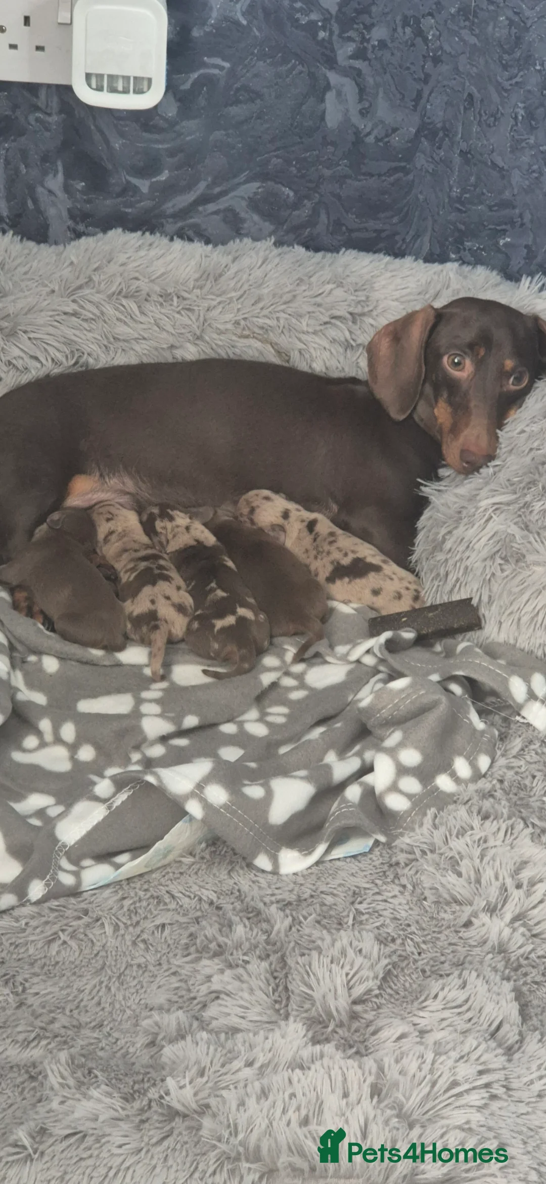 Miniature Dachshund dogs for sale: Miniature dachshund  - Advert 16