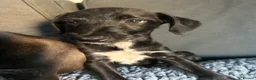 Mixed Breed dogs for sale: BEDDY  WHIPPET PUPS - Advert 8
