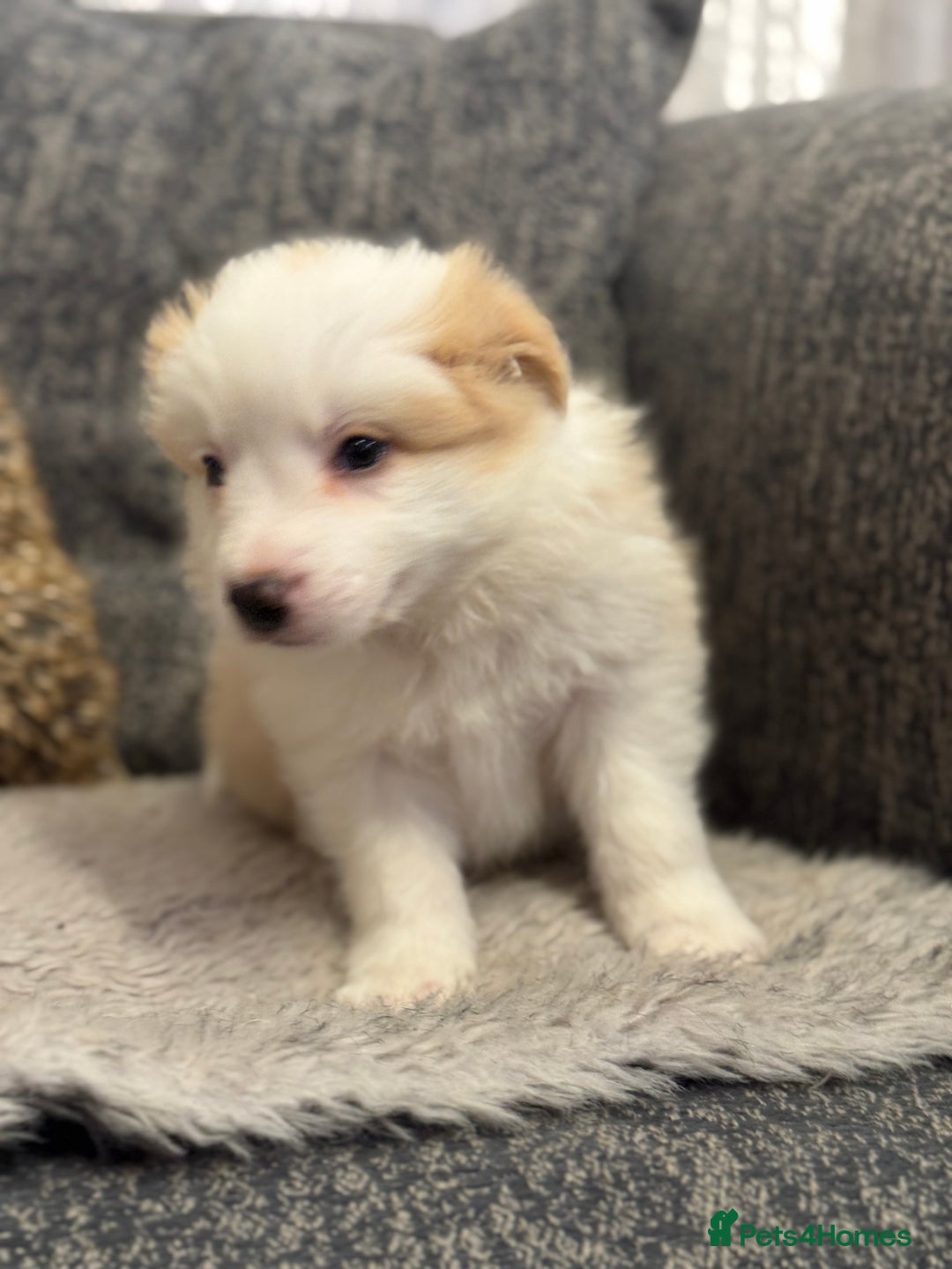 Border Collie dogs for sale: Pure Bred Border Collie Puppies For Sale - Advert 21