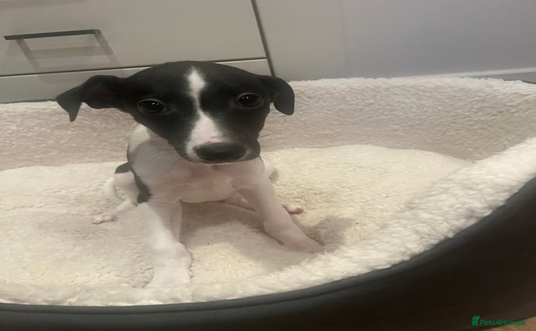 Whippet dogs - Advert 11