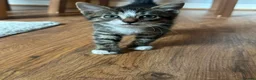 European cats for sale: 2 Adorable Kittens Looking for a Loving Home  - Advert 8