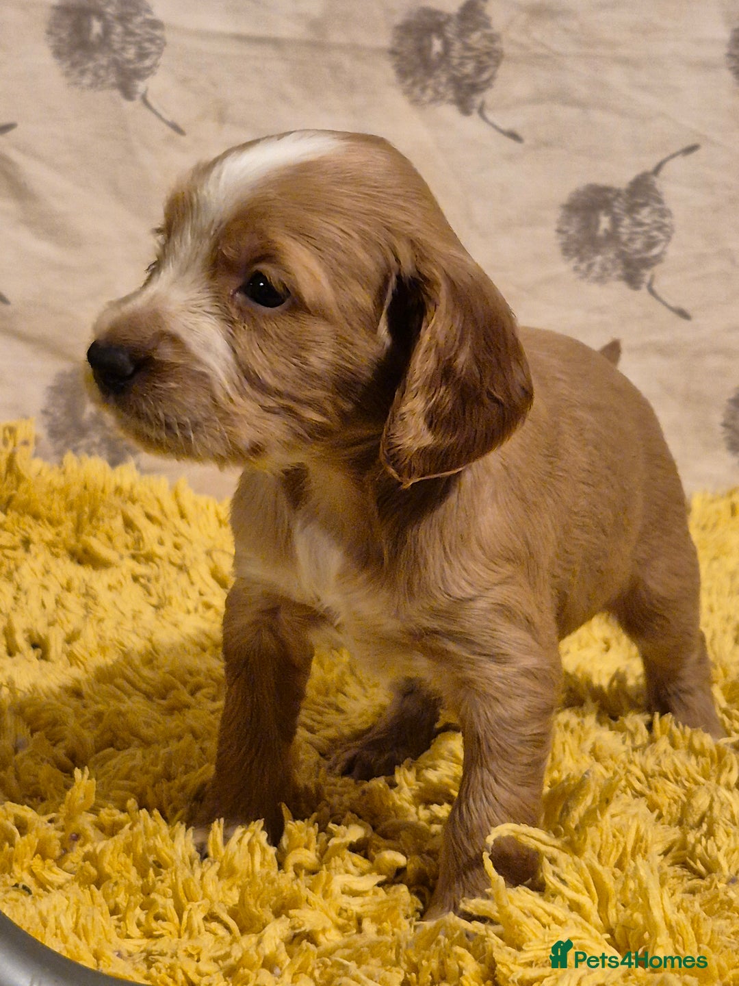 Cocker Spaniel dogs for sale: Cocker spaniel puppies  - Image 4