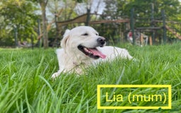 Golden Retriever dogs for sale: KC-Reg Golden Puppies @ Sunaraelia - Due 23/10/25 - Image 9