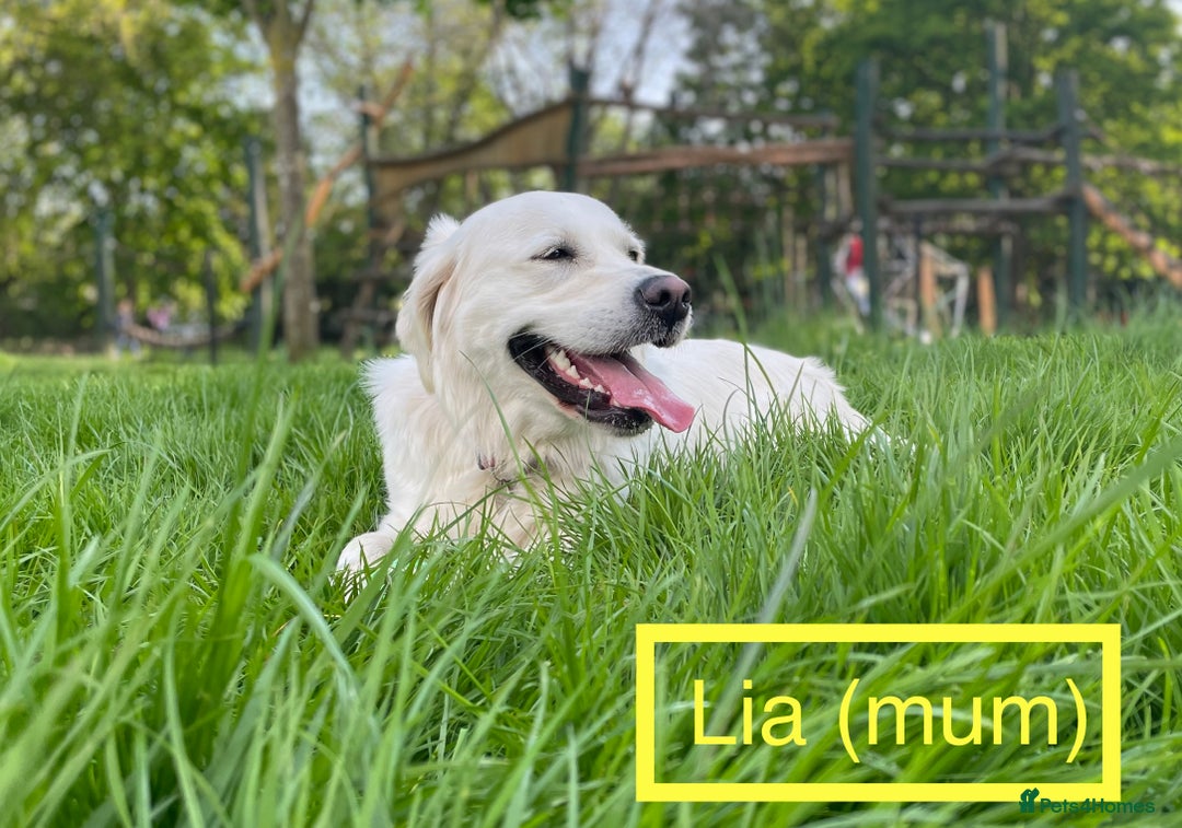 Golden Retriever dogs for sale: KC-Reg Golden Puppies @ Sunaraelia - Due 23/10/25 - Image 9