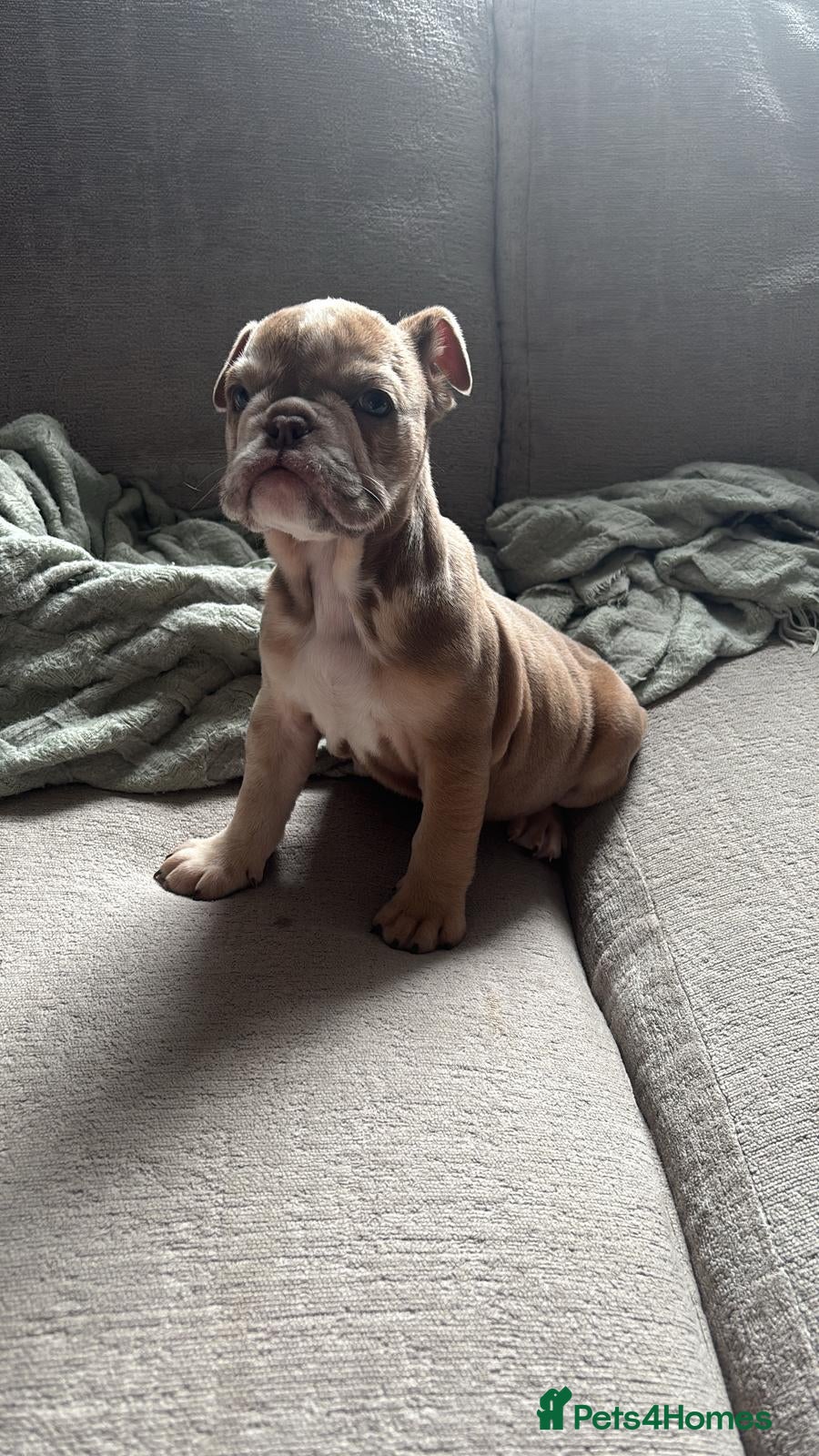 English Bulldog dogs English Bulldog Female - Advert 5