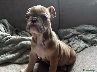 English Bulldog dogs English Bulldog Female - Advert 5
