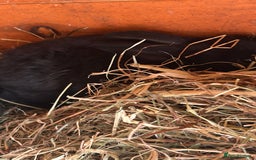 Mixed Breed rabbits for sale: Gorgeous bunnies grey, black - Image 3