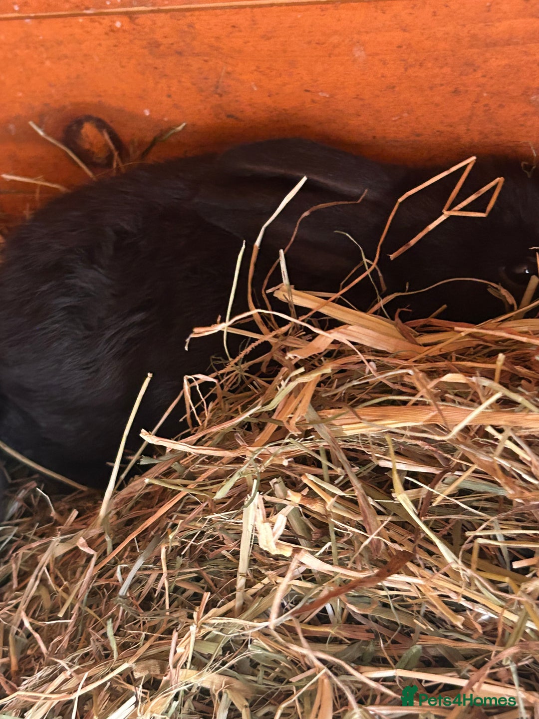 Mixed Breed rabbits for sale: Gorgeous bunnies grey, black - Image 3