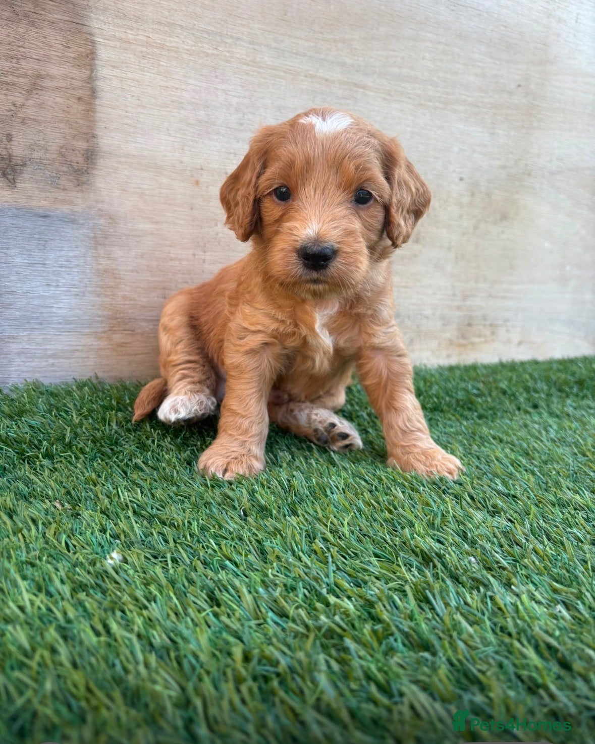 Mixed Breed dogs Mini Goldendoodle - Advert 2