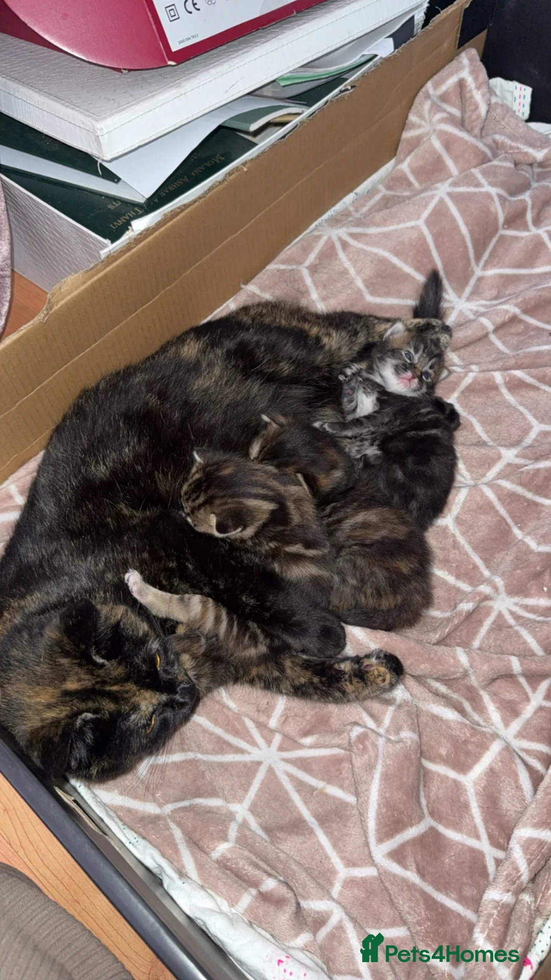 Domestic Shorthair cats for sale: Beautiful Long-Haired Fluffy Tabby Kitten - Advert 3