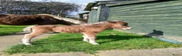 Miniature horses for sale: American miniature colt foal  - Advert 2