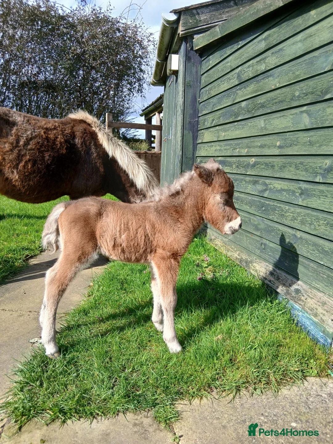 Miniature horses for sale: American miniature colt foal  - Advert 2