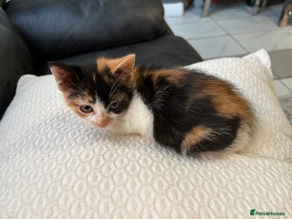 Mixed Breed cats Calico Kitten - Advert 3