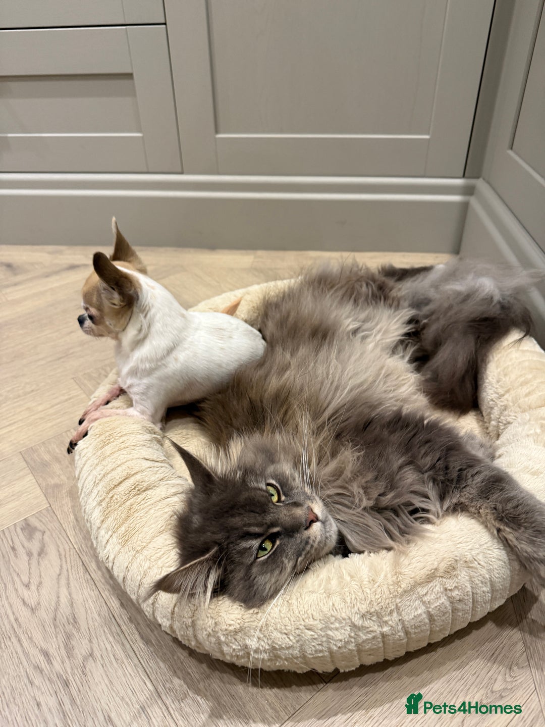 Maine Coon cats for sale: 1 year old male Maine Coon  - Advert 5