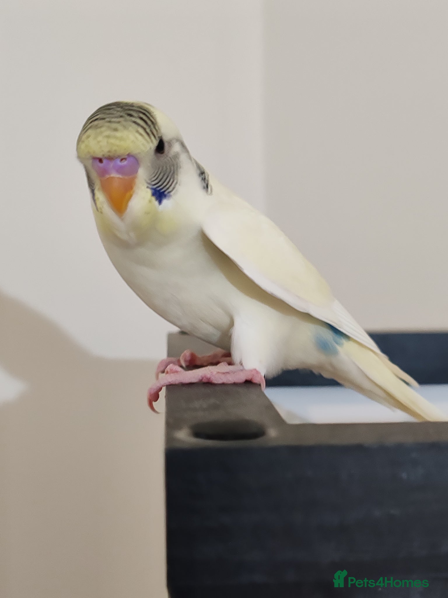 Parrots birds for sale: budgies 2 months and 3 months 1 week  - Advert 19