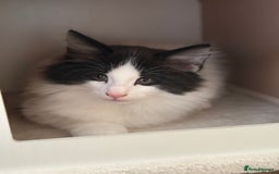 Norwegian Forest Cat cats for sale: SANNVENN Norwegian Forest Cats - Image 6