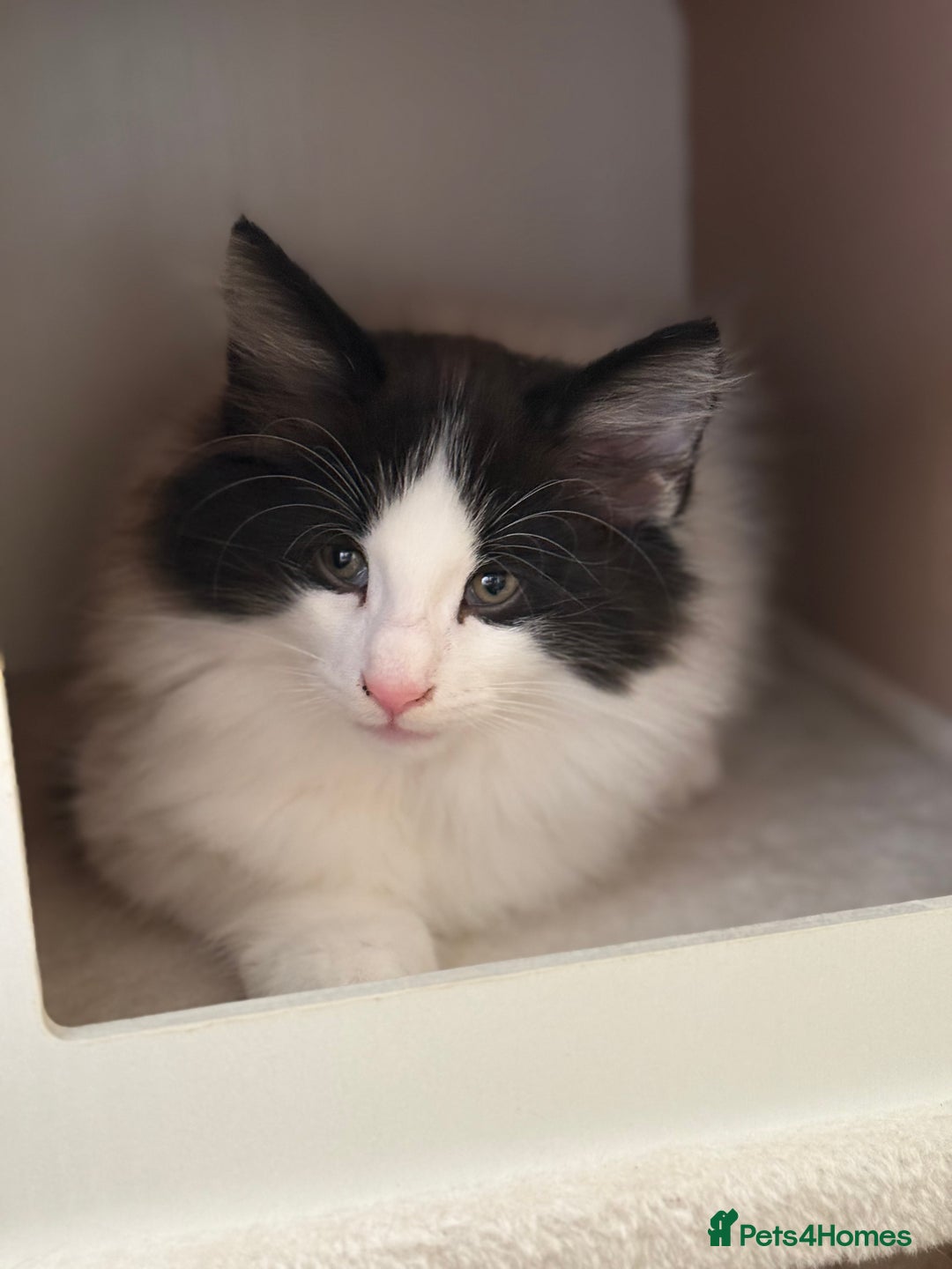 Norwegian Forest Cat cats for sale: SANNVENN Norwegian Forest Cats - Image 6