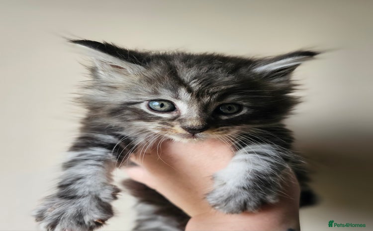 Maine Coon cats - Advert 15