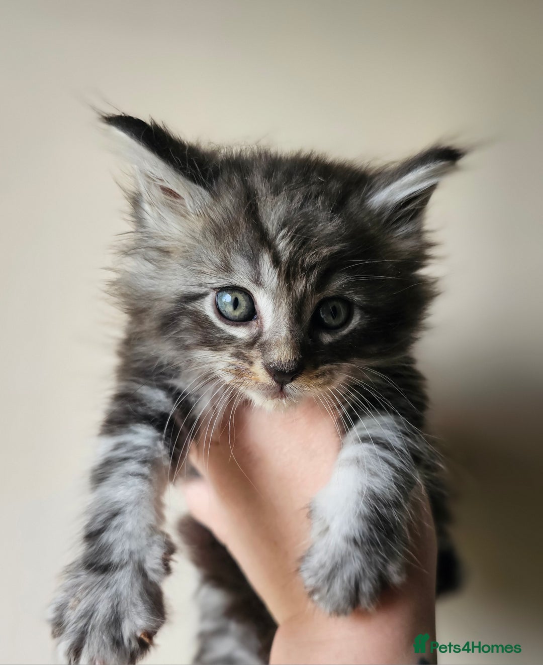 Maine Coon cats for sale: Beautiful litter of maine coons - Image 1