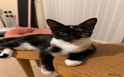 Mixed Breed cats for sale: URGENT | Meet Nova - Sensitive, Sweet and Curious  - Advert 7