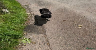 Border Collie dogs - Advert 2