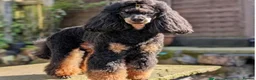 Toy Poodle dogs for sale: Kc toy poodle puppies - Advert 6