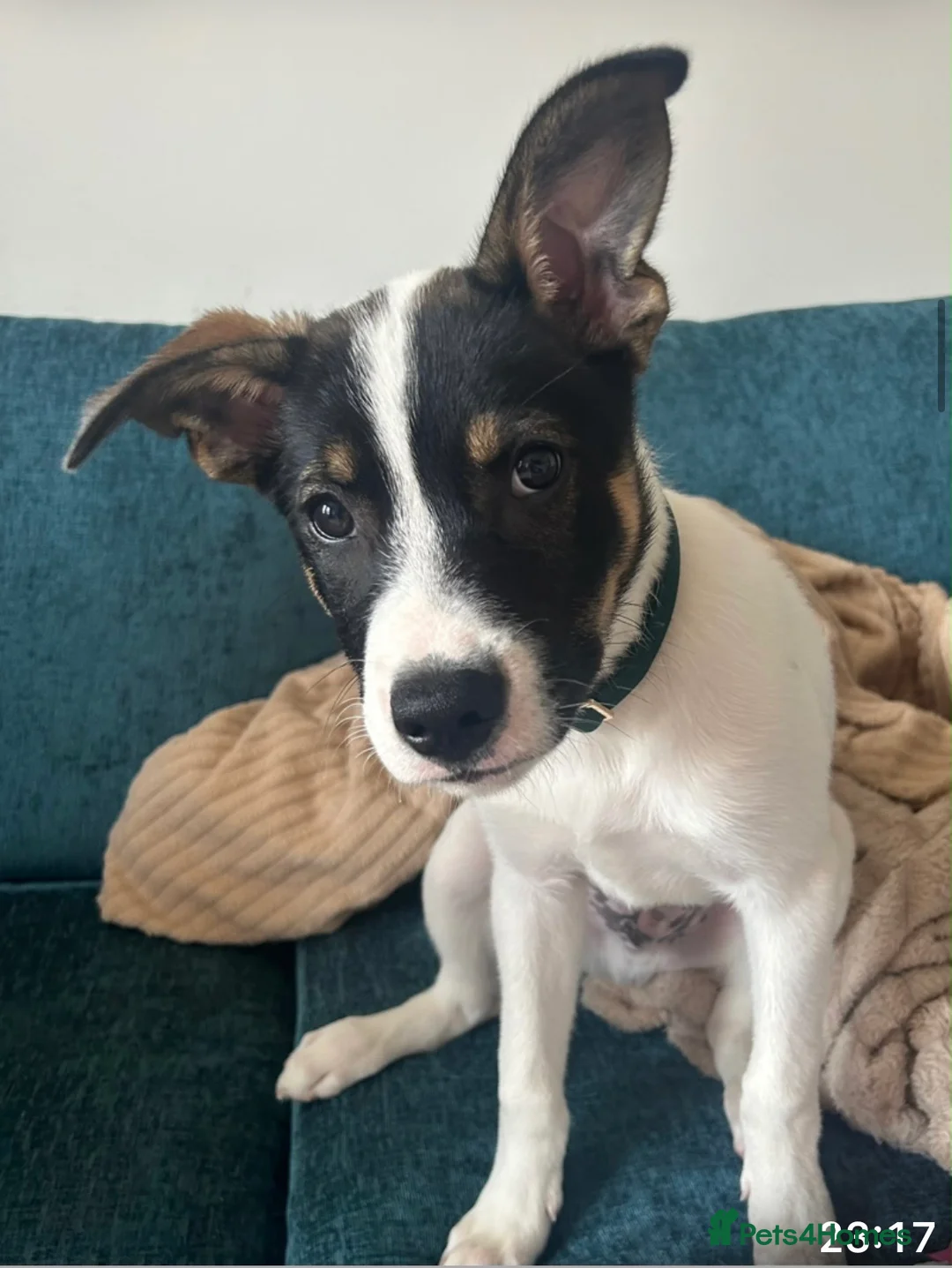 Mixed Breed dogs for sale: Husky/staffy pup 15 weeks  in Glasgow - Advert 2