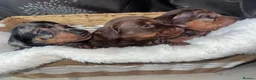 Miniature Dachshund dogs for sale: Miniature dashhound  - Advert 3