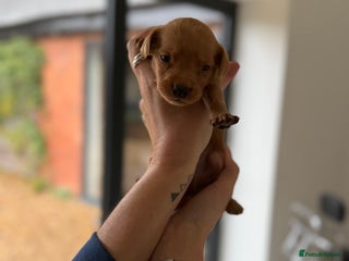 Labrador Retriever dogs Fox Red Labradors - Advert 8