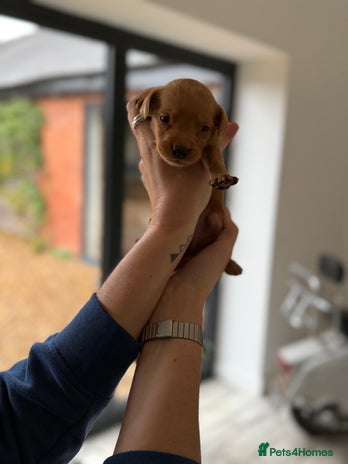 Labrador Retriever dogs - Advert 10