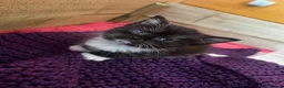 Mixed Breed cats for sale: Kittens for Sale - Advert 6