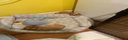 Cavapoo dogs for sale: Beautiful Golden cavapoo puppies - Advert 24
