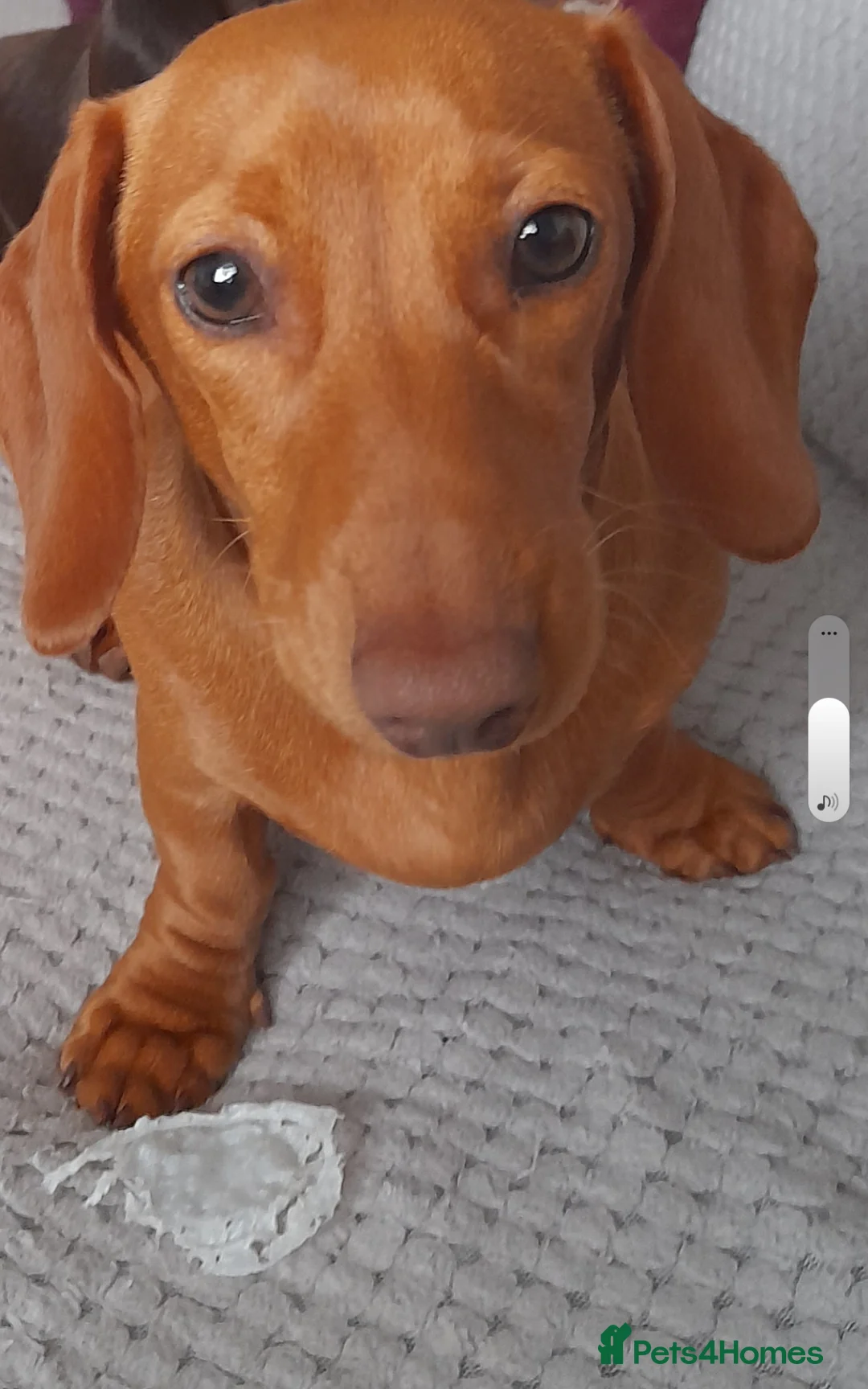 Miniature Dachshund dogs for sale: Bella miniature dachshound - Advert 2