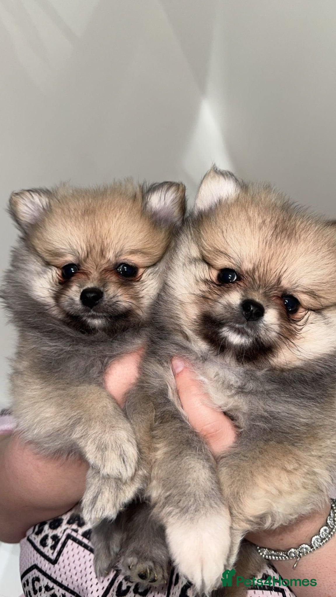 Pomeranian dogs 🎀fluffy female Pomeranians🎀 - Advert 5