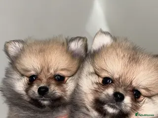 Pomeranian dogs 🎀fluffy female Pomeranians🎀 - Advert 5