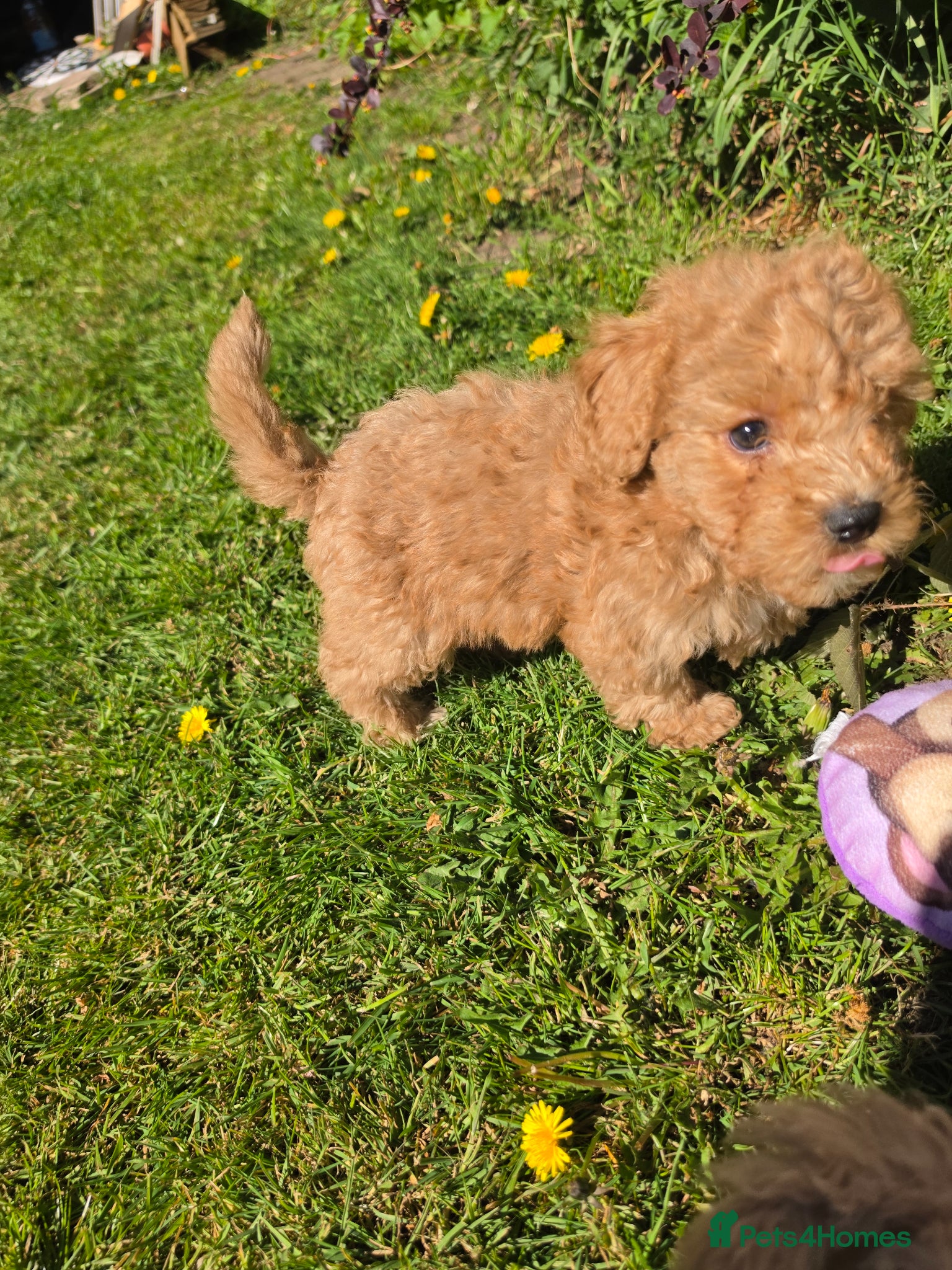Poochon dogs for sale: Boys 850 , Girls 1050  - Advert 16