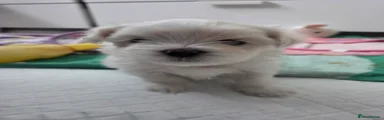 Maltese Puppy 1