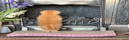 Scottish Fold cats for sale: Beautiful pedigree Scottish fold kittens - Advert 15