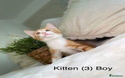 Mixed Breed cats for sale: 5 beautiful kittens 8 weeks old ready now  - Image 18