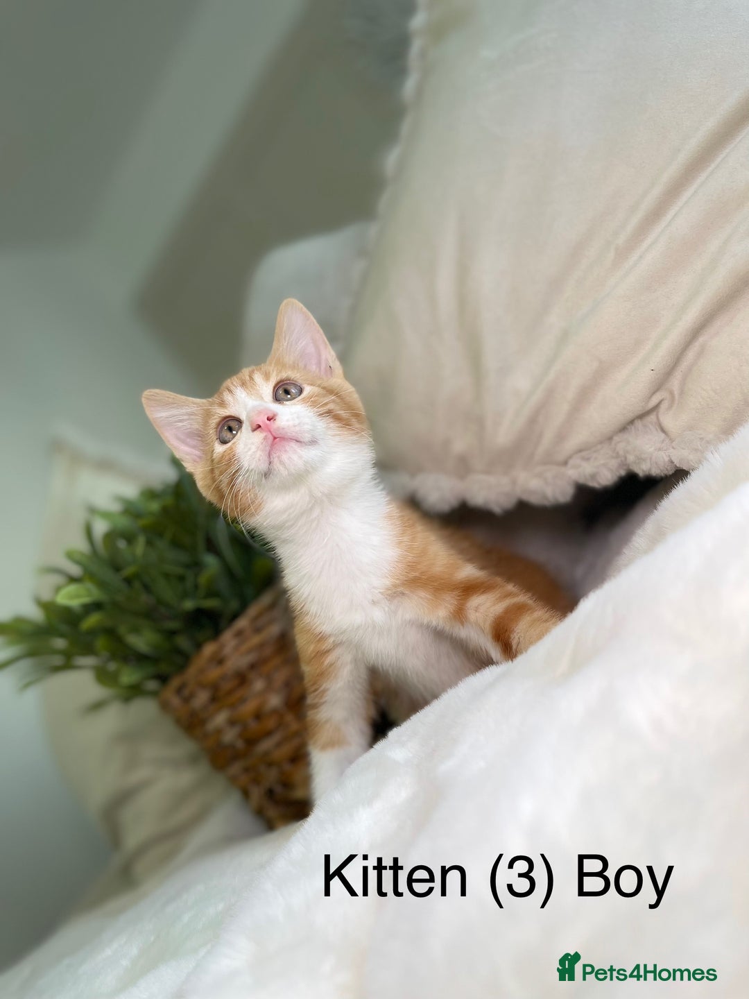 Mixed Breed cats for sale: 5 beautiful kittens 8 weeks old ready now  - Image 18