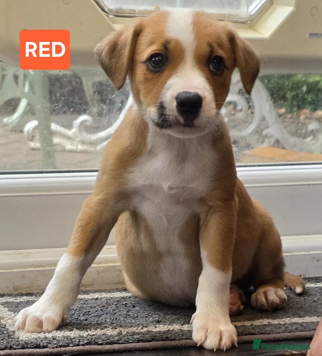 Mixed Breed dogs for sale:  READY TO GO BORDER COLLIE and STAFF CROSS PUPPIES - Advert 2