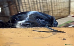 English Springer Spaniel dogs for sale: KC Registered English springer spaniel puppies. - Image 2