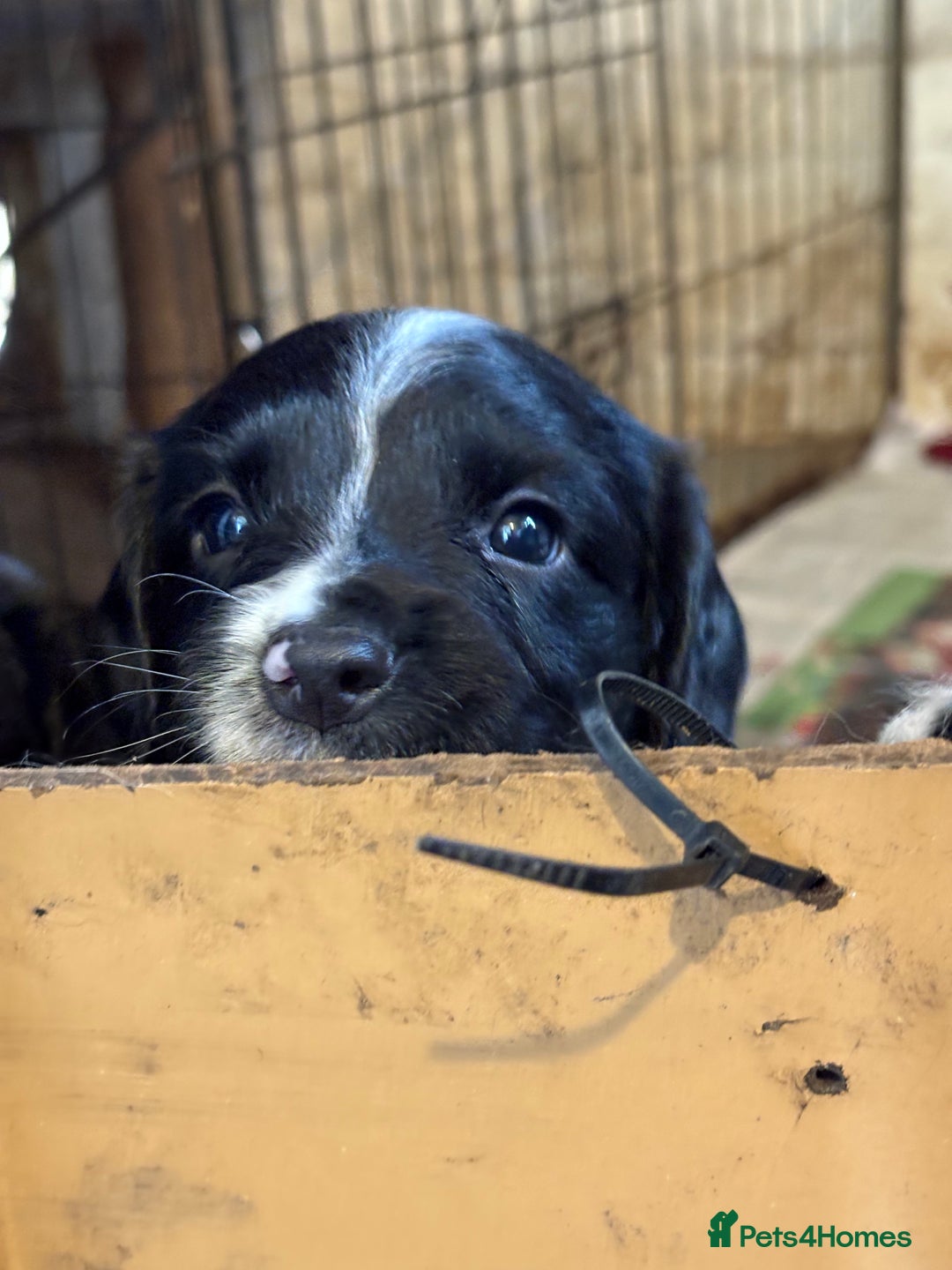 English Springer Spaniel dogs for sale: KC Registered English springer spaniel puppies. - Image 2