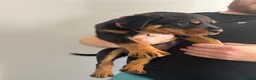 Rottweiler dogs for sale: 2 big male puppies  - Advert 2