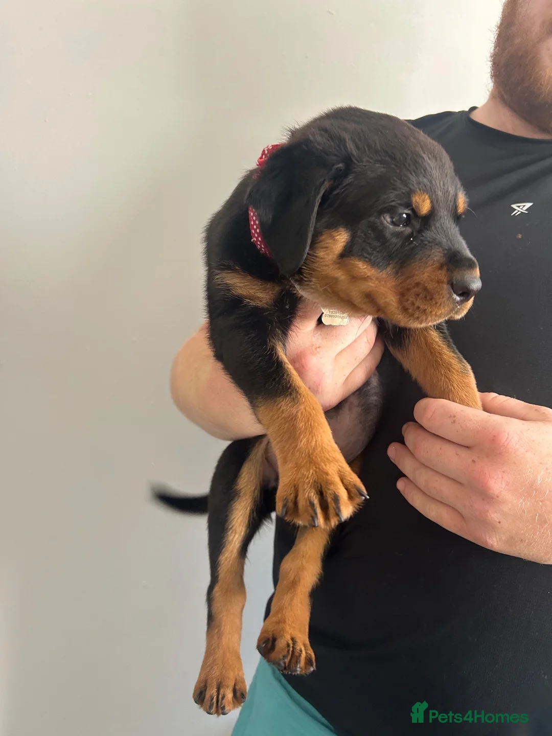 Rottweiler dogs for sale: 2 big male puppies  - Advert 2